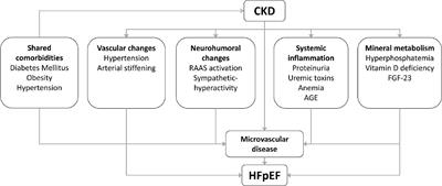 Chronic Kidney Disease as a Risk Factor for Heart Failure With Preserved Ejection Fraction: A Focus on Microcirculatory Factors and Therapeutic Targets